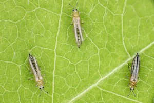 Thrips Identification Guide: How to Spot These Pesky Pests