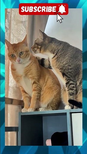 Who loves cats #foryou #explore