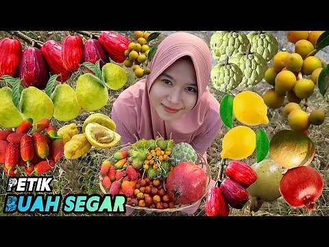 Petik buah-buahan dikebun | Kebun buah segar