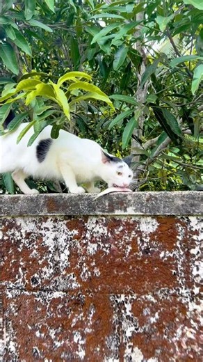 Cat meowing 🙀 ! Cat sound ! Cat voice ! Cat meow meow ! Cat ! Persian cats for life ! Cat videos