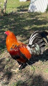 Granja Greer , de SUSTITUCIÓN de CORRAL D | Juan Greer Jr.