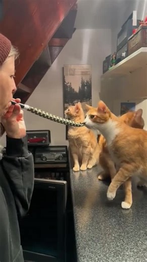 Frightened Cats Losing It Over Nothing – Wide Eyes, Fluffy Tails & Instant Regret 😂🐱😱💨 #FunnyCats #CatTok #ScaredCats #FrightenedCat #SillyCats #CatPanic #FunnyCatVideo #CatReels #ViralCat #DerpyCats #Meow #CatChaos #SpookedCat #CatJumpscare