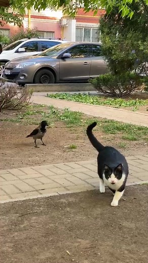 Michael the cat на TikTok