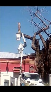 EL ÁRBOL DE HULE: TESTIGO MUERTO DE LA HISTORIA VICENTINA Por: La Crónica La niña Dorita de Cañenguez era una profesora de la Escuela de Varones "Dr. Nicolás Aguilar" de San Vicente. La escuela estaba donde hoy es Impresa Repuestos en #Sanvisur. Era el final de la década de los 70's o inicios de la siguiente cuando cursaba el Primer Grado. Para recrearnos, la niña Dorita llevaba a aquella marimbita de niños en fila india a jugar a "la Alameda" del Pilar. Por aquellos dias, habia muchos árboles d