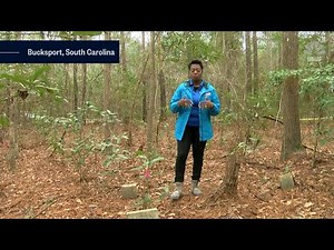 Buried History: South Carolina residents uncover long-lost cemetery