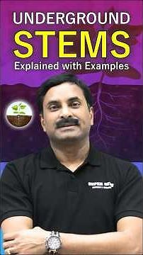 Underground stems explained with examples 🌱Biology made simple! #stems #biology #scienceshorts #fyp