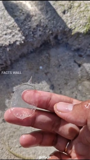 She Thought It Was Just Glass... Until It Started Moving 😱 ( _@rita.jfr )