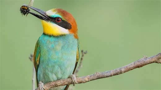 Bee-eater with its catch