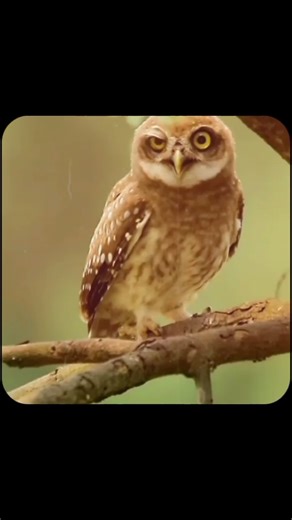For 15 Years They Heard an Owl… but the Truth Was Hilarious!