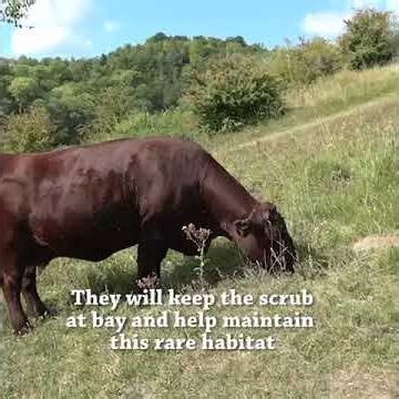 SWT Sussex Cattle arrive on the Rifle Range