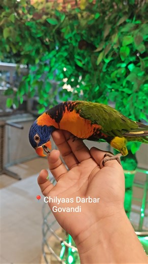 Vibrant Rainbow Lorikeet to brighten up the day at our local spot. #trending #viral #birds #nature