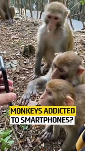 3.4K views · 69 reactions | Humans are not the only one who are addicted to mobile screens. Have you seen monkeys get addicted to them? | All News | Facebook