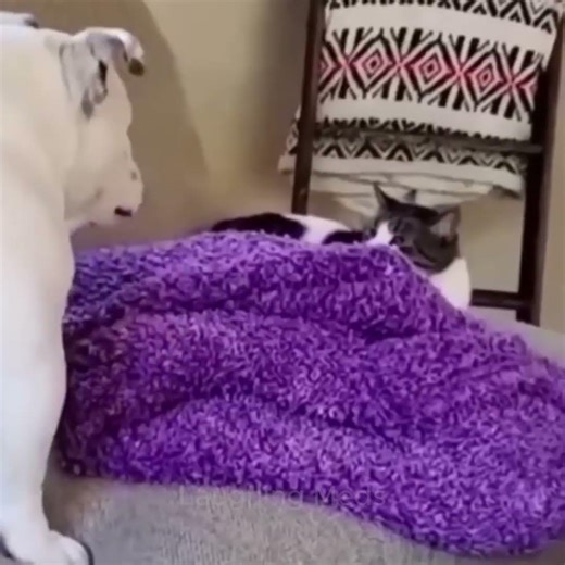 These cats and dogs are Crazy funny 🤣 #funnydog #dogfunnyvideos #doglove #dogshorts