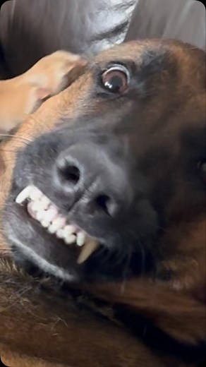 Fredrik Steen on Instagram: "❤️ #fredrikälskarhundar #hund #dogsofinstagram #hundträning #kloklippning"