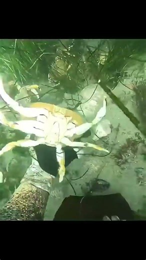 CRAB RAVE #stealabrainrot #sab #sammy #fyp