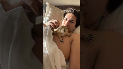 Pet prairie dog enjoys morning snuggles