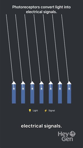 How the optic nerve works #opticnerve #eye #vision
