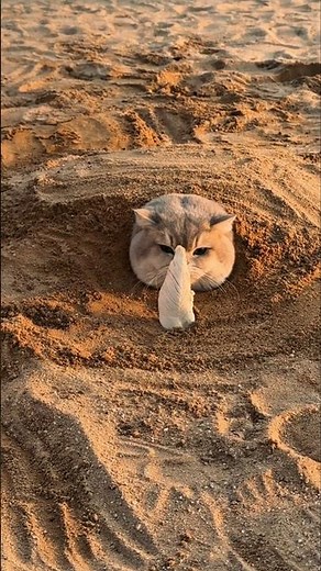 “A Cat Follows Instinct — Then Reality Appears”