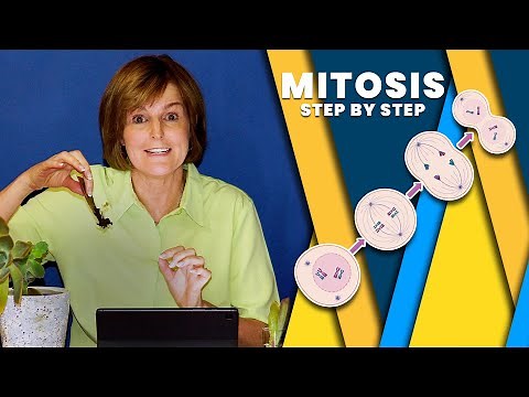 Mitosis Cell Division | Prophase, Metaphase, Anaphase & Telophase | Life Sciences Grade 10-12