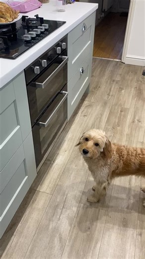 Cockapoo Training Tips for New Dog Owners