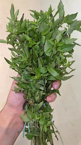 Luana Silva on Reels