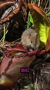 A Plant That EATS Mice?! 😲🌿