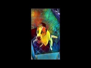 Chó Sủa in Deep Learning Models made by Vegas Pro 22