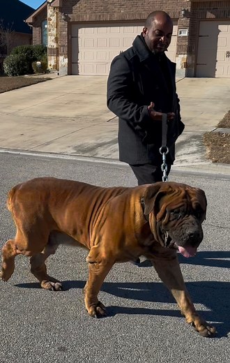 807K views · 18K reactions | Akbar 213lbs, 33 Inches Tall. The...