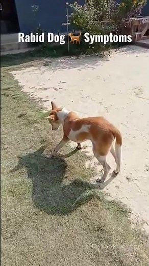 Rabid dog symptoms | Unlock Wings