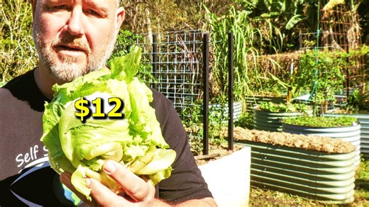 Beat lettuce shortages! Grow fresh & organic lettuce at home—easy raised bed gardening tips