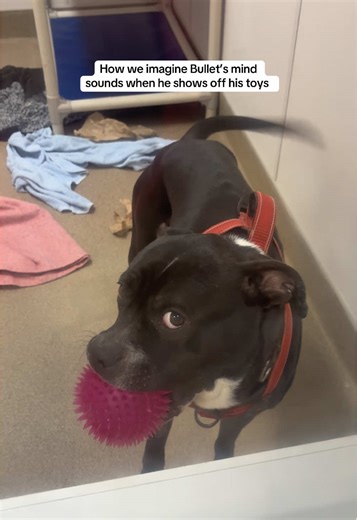 Mr. Bullet is available for adoption and cannot wait to show off his toys to you!!!! 🐾 #2026 #canada #animals #adoptme #spongebobsquarepants