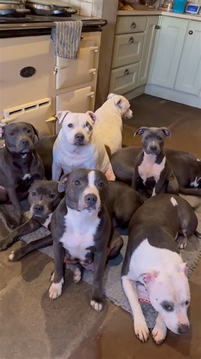 Izy The Staffy | Meet the Wolfpack 🐾💚 All nine of them, together. This video shows the whole family with names and arrows because, let’s be honest, the... | Instagram