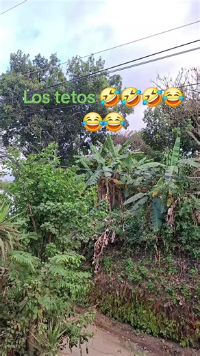 Los tetos