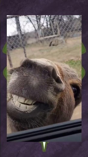 Cuz I'm all alone... #funny #meme #donkey #shrek #fyp