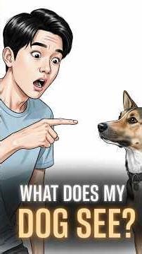 10 Strange Things Only Dogs Can See & Hear | You Won’t Believe #7! 🐶#dogcare #animalbehavior