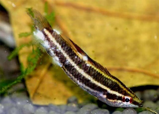 Struggling With Cotton Fin Fungus? Here's The Cure | Fishkeeping Advice