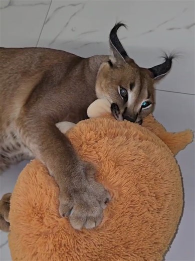 Floppa Perseus Playing with a Doll