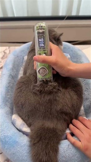 DIY Cat Shaving at Home! 🐱✂️ Satisfying & Safe Grooming Tutorial