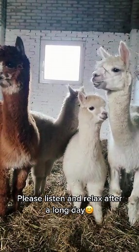 Alpaca Communication: The Beauty of Alpaca Noises