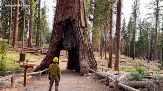 How climate change threatens sequoia trees