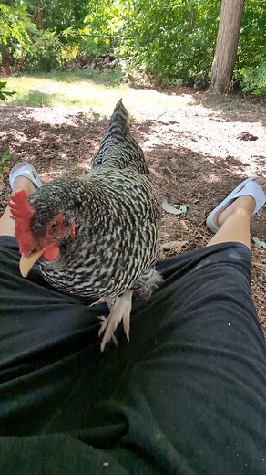 6.9K views · 350 reactions | ☠️ #imagrumpychicken #sunbathing #rooster #chickens | Grumpy Chickens | Facebook