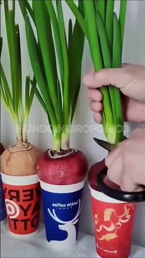 Learn how to grow your own food 🍅🥬 in your own hydroponic garden at home #Hydroponics