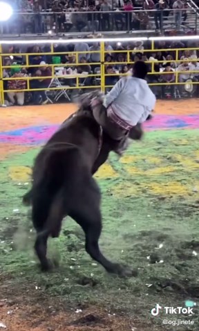 Bull riding #mexico🇲🇽 #jaripeo #mexican #vivamexico #rodeo #bull #tiktokmexico #jaripeo_ranchero #rancho #mexicano #mexicantiktok #mex