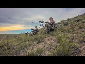 Tough Wyoming Coyotes