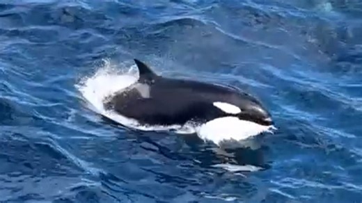 Rare vid shows orca feeding frenzy as 60 beasts hunt world’s biggest animal