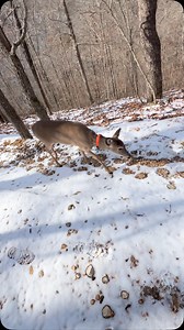 10K views · 1.2K reactions | 1 year ago today with Biscuit殺❄️ #trails #hiking #Cats #Dogs #HikingWithCats #ASMR #Animals #GoldenRetriever #HikingWithDogs #deer #Nature #thedodo #funny #fyp #foryou #friends #asmrsounds #asmrfood #fye | Brown Hiking Trails | Facebook