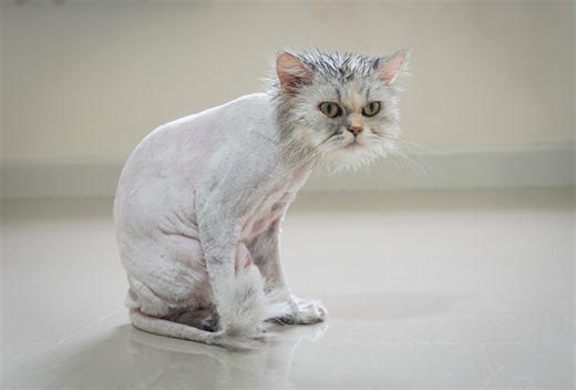 Shaved cats look misshapen but adorable
