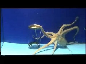 Octopus Opens Jar