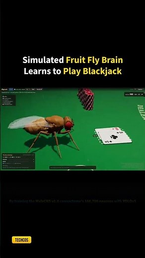 Simulated Fruit Fly Brain Learns to Play Blackjack | #neuroscience #biotechnology #ai