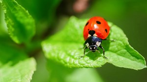 7 Garden Insects That Actually Help Your Plants Thrive